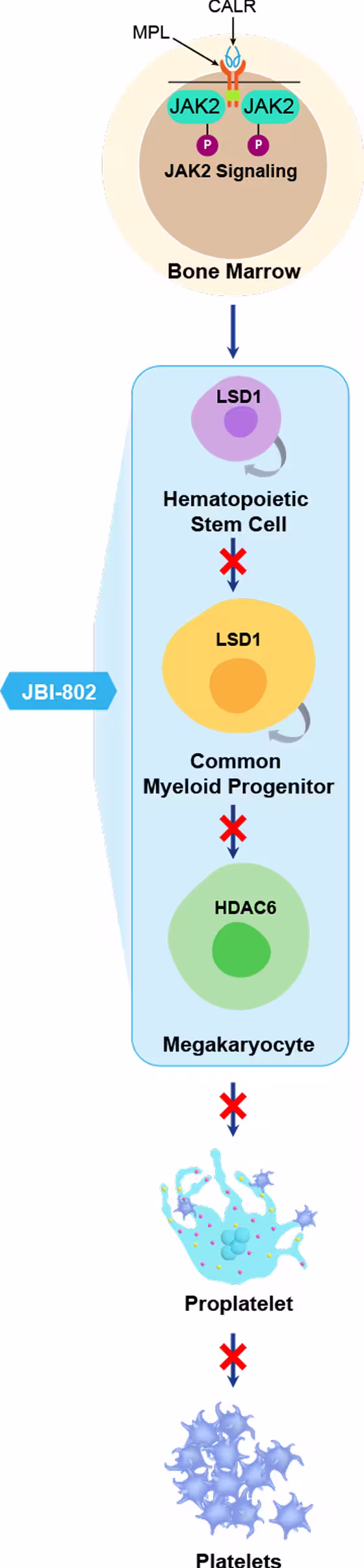 coREST diagram (mobile orientation)
